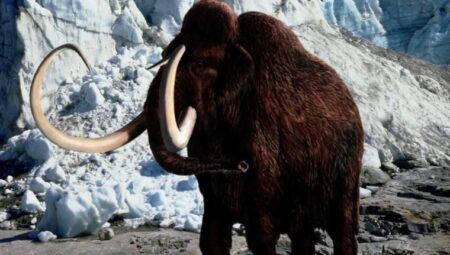 4.000 yıl evvel soyu tükenen mamutların etinden köfte yaptılar