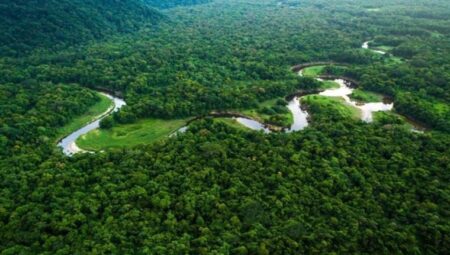 Araştırma: Amazon ormanları her yıl 15 milyondan fazla hastalık olayını önlüyor