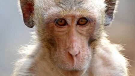 Birinci kere bir maymun, yapay embriyo ile gebe kaldı