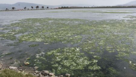 İzmir Körfezi’nde deniz marulları yok olmadı: Kronikleşti!