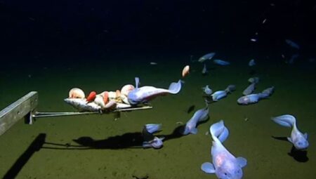 Okyanusların en derininde yaşayan balık birinci sefer görüntülendi