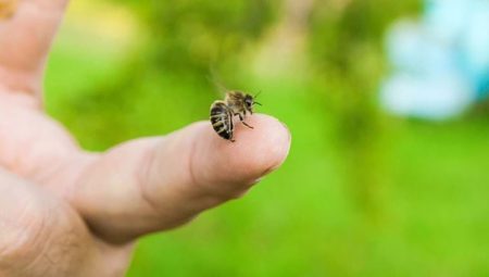 Arı sokmasına bağlı önemli alerjik tepkiler mevte sebep olabilir