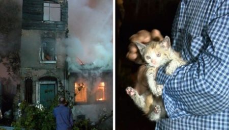 Fatih’te metruk binada yangın: 2 yavru kedi ve 1 köpek kurtarıldı